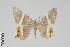  ( - GeoCR 34089)  @11 [ ] CreativeCommons - Attribution Non-Commercial Share-Alike (2016) SNSB, Staatliche Naturwissenschaftliche Sammlungen Bayerns ZSM (SNSB, Zoologische Staatssammlung Muenchen)