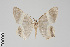  (Phrygionis GB1766 - GeoCR 34089)  @11 [ ] CreativeCommons - Attribution Non-Commercial Share-Alike (2016) SNSB, Staatliche Naturwissenschaftliche Sammlungen Bayerns ZSM (SNSB, Zoologische Staatssammlung Muenchen)