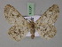  (Cleora rothkirchi rothkirchi - BC ZSM Lep 18031)  @11 [ ] CreativeCommons - Attribution Non-Commercial Share-Alike (2010) Unspecified SNSB, Zoologische Staatssammlung Muenchen