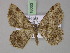  ( - BC ZSM Lep 18033)  @12 [ ] CreativeCommons - Attribution Non-Commercial Share-Alike (2010) Unspecified SNSB, Zoologische Staatssammlung Muenchen