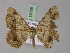  ( - BC ZSM Lep 18036)  @13 [ ] CreativeCommons - Attribution Non-Commercial Share-Alike (2010) Unspecified SNSB, Zoologische Staatssammlung Muenchen