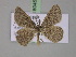  (Acanthovalva AH02Et - BC ZSM Lep 18045)  @14 [ ] CreativeCommons - Attribution Non-Commercial Share-Alike (2010) Unspecified SNSB, Zoologische Staatssammlung Muenchen