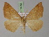  (Xanthisthisa copta - BC ZSM Lep 18053)  @14 [ ] CreativeCommons - Attribution Non-Commercial Share-Alike (2010) Unspecified SNSB, Zoologische Staatssammlung Muenchen