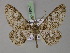  (Cleora pavlitzkiae etesiae - BC ZSM Lep 18057)  @13 [ ] CreativeCommons - Attribution Non-Commercial Share-Alike (2010) Unspecified SNSB, Zoologische Staatssammlung Muenchen