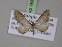  ( - BC ZSM Lep 18060)  @13 [ ] CreativeCommons - Attribution Non-Commercial Share-Alike (2010) Unspecified SNSB, Zoologische Staatssammlung Muenchen