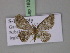  (Acanthovalva AH01Et - BC ZSM Lep 18065)  @13 [ ] CreativeCommons - Attribution Non-Commercial Share-Alike (2010) Unspecified SNSB, Zoologische Staatssammlung Muenchen