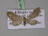  ( - BC ZSM Lep 18066)  @13 [ ] CreativeCommons - Attribution Non-Commercial Share-Alike (2010) Unspecified SNSB, Zoologische Staatssammlung Muenchen