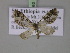  ( - BC ZSM Lep 18068)  @13 [ ] CreativeCommons - Attribution Non-Commercial Share-Alike (2010) Unspecified SNSB, Zoologische Staatssammlung Muenchen