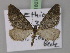  ( - BC ZSM Lep 18078)  @14 [ ] CreativeCommons - Attribution Non-Commercial Share-Alike (2010) Unspecified SNSB, Zoologische Staatssammlung Muenchen