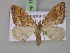  (Asthenotricha AH02Et - BC ZSM Lep 18079)  @13 [ ] CreativeCommons - Attribution Non-Commercial Share-Alike (2010) Unspecified SNSB, Zoologische Staatssammlung Muenchen