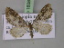  ( - BC ZSM Lep 18080)  @13 [ ] CreativeCommons - Attribution Non-Commercial Share-Alike (2010) Unspecified SNSB, Zoologische Staatssammlung Muenchen