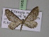  (Eupithecia urbanata - BC ZSM Lep 18083)  @14 [ ] CreativeCommons - Attribution Non-Commercial Share-Alike (2010) Unspecified SNSB, Zoologische Staatssammlung Muenchen