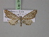  ( - BC ZSM Lep 18088)  @12 [ ] CreativeCommons - Attribution Non-Commercial Share-Alike (2010) Unspecified SNSB, Zoologische Staatssammlung Muenchen
