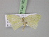  ( - BC ZSM Lep 18092)  @13 [ ] CreativeCommons - Attribution Non-Commercial Share-Alike (2010) Unspecified SNSB, Zoologische Staatssammlung Muenchen