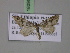  ( - BC ZSM Lep 18095)  @13 [ ] CreativeCommons - Attribution Non-Commercial Share-Alike (2010) Unspecified SNSB, Zoologische Staatssammlung Muenchen