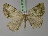  (Xylopteryx AH01Et - BC ZSM Lep 18101)  @14 [ ] CreativeCommons - Attribution Non-Commercial Share-Alike (2010) Unspecified SNSB, Zoologische Staatssammlung Muenchen