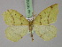  ( - BC ZSM Lep 18103)  @13 [ ] CreativeCommons - Attribution Non-Commercial Share-Alike (2010) Unspecified SNSB, Zoologische Staatssammlung Muenchen