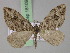  (Xanthorhoe AH01Et - BC ZSM Lep 18109)  @14 [ ] CreativeCommons - Attribution Non-Commercial Share-Alike (2010) Unspecified SNSB, Zoologische Staatssammlung Muenchen
