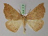  (Xanthisthisa AH01Et - BC ZSM Lep 18115)  @14 [ ] CreativeCommons - Attribution Non-Commercial Share-Alike (2010) Unspecified SNSB, Zoologische Staatssammlung Muenchen