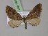  ( - BC ZSM Lep 18118)  @13 [ ] CreativeCommons - Attribution Non-Commercial Share-Alike (2010) Unspecified SNSB, Zoologische Staatssammlung Muenchen