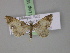  ( - BC ZSM Lep 18120)  @13 [ ] CreativeCommons - Attribution Non-Commercial Share-Alike (2010) Unspecified SNSB, Zoologische Staatssammlung Muenchen