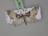  ( - BC ZSM Lep 18121)  @13 [ ] CreativeCommons - Attribution Non-Commercial Share-Alike (2010) Unspecified SNSB, Zoologische Staatssammlung Muenchen