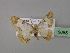  ( - BC ZSM Lep 19655)  @11 [ ] CreativeCommons - Attribution Non-Commercial Share-Alike (2010) Unspecified SNSB, Zoologische Staatssammlung Muenchen