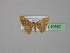  ( - BC ZSM Lep 19657)  @11 [ ] CreativeCommons - Attribution Non-Commercial Share-Alike (2010) Unspecified SNSB, Zoologische Staatssammlung Muenchen