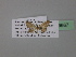 ( - BC ZSM Lep 19667)  @12 [ ] CreativeCommons - Attribution Non-Commercial Share-Alike (2010) Unspecified SNSB, Zoologische Staatssammlung Muenchen