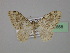  ( - BC ZSM Lep 19668)  @12 [ ] CreativeCommons - Attribution Non-Commercial Share-Alike (2010) Unspecified SNSB, Zoologische Staatssammlung Muenchen