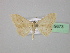  ( - BC ZSM Lep 19673)  @12 [ ] CreativeCommons - Attribution Non-Commercial Share-Alike (2010) Unspecified SNSB, Zoologische Staatssammlung Muenchen