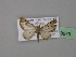 ( - BC ZSM Lep 19679)  @13 [ ] CreativeCommons - Attribution Non-Commercial Share-Alike (2010) Unspecified SNSB, Zoologische Staatssammlung Muenchen