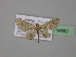  (Chloroclystis hawkinsi - BC ZSM Lep 19680)  @13 [ ] CreativeCommons - Attribution Non-Commercial Share-Alike (2010) Unspecified SNSB, Zoologische Staatssammlung Muenchen