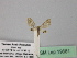  (Eupithecia AH01Ye - BC ZSM Lep 19681)  @11 [ ] CreativeCommons - Attribution Non-Commercial Share-Alike (2010) Unspecified SNSB, Zoologische Staatssammlung Muenchen