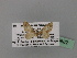 (Eupithecia dilucidaAH01Ye - BC ZSM Lep 19682)  @11 [ ] CreativeCommons - Attribution Non-Commercial Share-Alike (2010) Unspecified SNSB, Zoologische Staatssammlung Muenchen