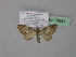  (Chloroclystis annimasi - BC ZSM Lep 19691)  @13 [ ] CreativeCommons - Attribution Non-Commercial Share-Alike (2010) Unspecified SNSB, Zoologische Staatssammlung Muenchen