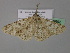  ( - BC ZSM Lep 19692)  @11 [ ] CreativeCommons - Attribution Non-Commercial Share-Alike (2010) Unspecified SNSB, Zoologische Staatssammlung Muenchen