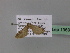  (Eupithecia urbanataAH03Ye - BC ZSM Lep 19693)  @12 [ ] CreativeCommons - Attribution Non-Commercial Share-Alike (2010) Unspecified SNSB, Zoologische Staatssammlung Muenchen