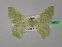  ( - BC ZSM Lep 19697)  @13 [ ] CreativeCommons - Attribution Non-Commercial Share-Alike (2010) Unspecified SNSB, Zoologische Staatssammlung Muenchen