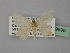  ( - BC ZSM Lep 19698)  @13 [ ] CreativeCommons - Attribution Non-Commercial Share-Alike (2010) Unspecified SNSB, Zoologische Staatssammlung Muenchen