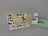  ( - BC ZSM Lep 19717)  @13 [ ] CreativeCommons - Attribution Non-Commercial Share-Alike (2010) Unspecified SNSB, Zoologische Staatssammlung Muenchen