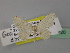  ( - BC ZSM Lep 19720)  @11 [ ] CreativeCommons - Attribution Non-Commercial Share-Alike (2010) Unspecified SNSB, Zoologische Staatssammlung Muenchen