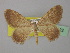  (Rhodostrophia skulei - BC ZSM Lep 19722)  @13 [ ] CreativeCommons - Attribution Non-Commercial Share-Alike (2010) Unspecified SNSB, Zoologische Staatssammlung Muenchen
