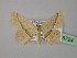  ( - BC ZSM Lep 19724)  @13 [ ] CreativeCommons - Attribution Non-Commercial Share-Alike (2010) Unspecified SNSB, Zoologische Staatssammlung Muenchen