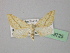  ( - BC ZSM Lep 19725)  @11 [ ] CreativeCommons - Attribution Non-Commercial Share-Alike (2010) Unspecified SNSB, Zoologische Staatssammlung Muenchen