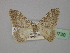  ( - BC ZSM Lep 19730)  @13 [ ] CreativeCommons - Attribution Non-Commercial Share-Alike (2010) Unspecified SNSB, Zoologische Staatssammlung Muenchen