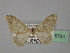  ( - BC ZSM Lep 19731)  @12 [ ] CreativeCommons - Attribution Non-Commercial Share-Alike (2010) Unspecified SNSB, Zoologische Staatssammlung Muenchen