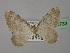  ( - BC ZSM Lep 19733)  @14 [ ] CreativeCommons - Attribution Non-Commercial Share-Alike (2010) Unspecified SNSB, Zoologische Staatssammlung Muenchen