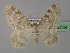  ( - BC ZSM Lep 19734)  @13 [ ] CreativeCommons - Attribution Non-Commercial Share-Alike (2010) Unspecified SNSB, Zoologische Staatssammlung Muenchen