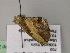  ( - BC ZSM Lep 22568)  @12 [ ] CreativeCommons - Attribution Non-Commercial Share-Alike (2010) Unspecified SNSB, Zoologische Staatssammlung Muenchen